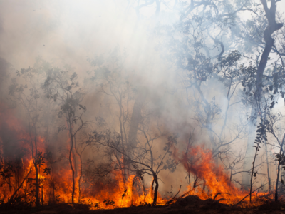 We need funds to fight the Maui fires.